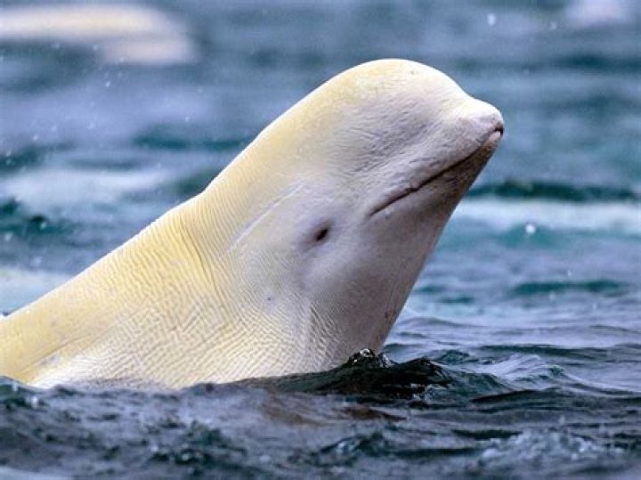 Beluga
