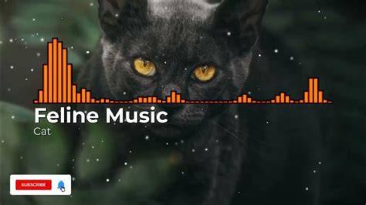 Feline Music Video