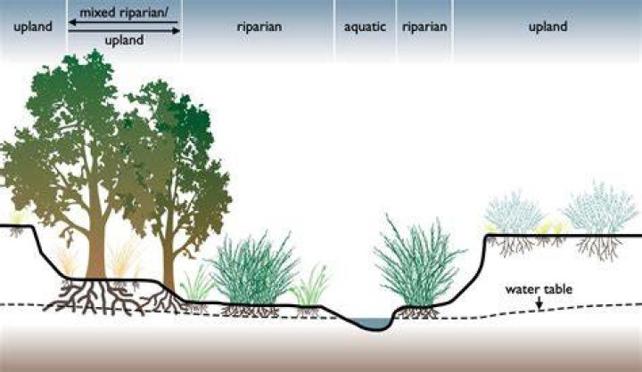 Harm to the vegetation and animal world