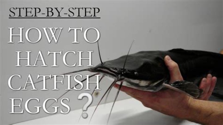 How to hatch catfish eggs at home How to hatch catfish eggs at home
