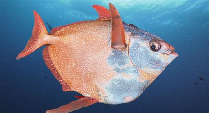 Moonfish