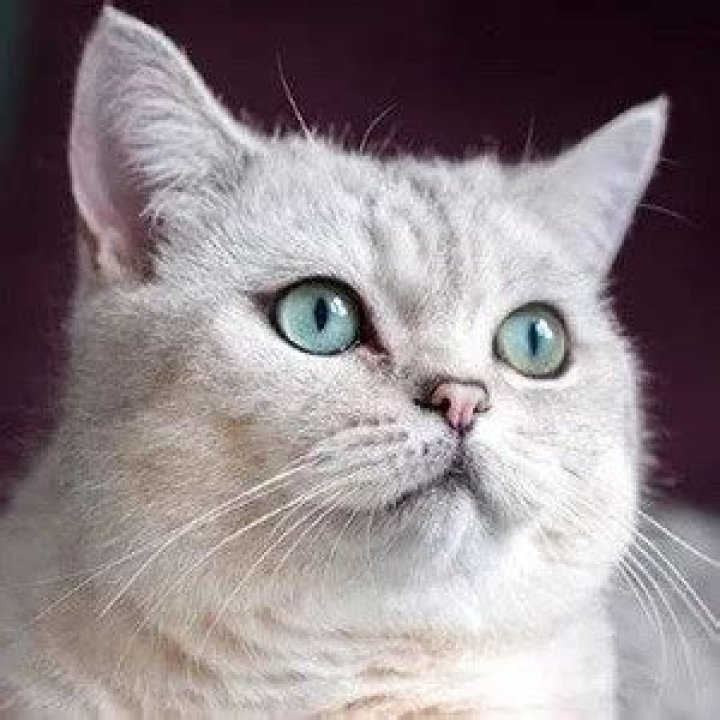 Nuri the Cat