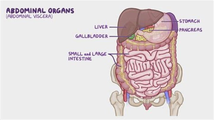 Viscera Viscera